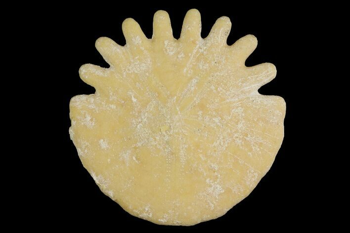 Fossil Sand Dollar (Heliophora) - Boujdour Province, Morocco #177975